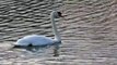 Ptice Hrvatske - Crvenokljuni labud (Cygnus olor) (Birds of Croatia - Mute Swan) (3/5)