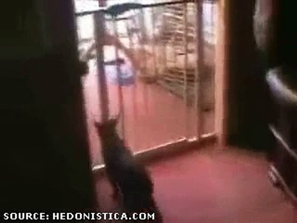 Kitty Cat Gets Owned