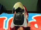 Parrot Beak Trim by Dr. G. (African Grey Parrot)