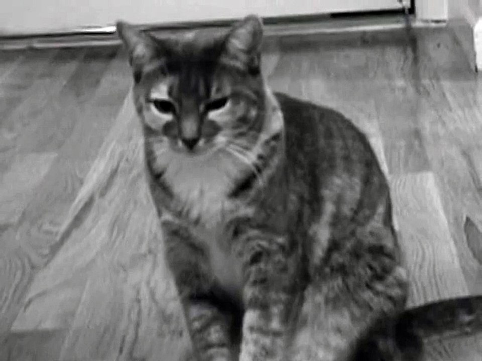 Kitty Criminal (Singing Cat Music Video)
