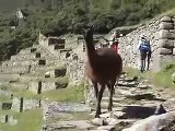 Llamas frolicking at Machu Picchu