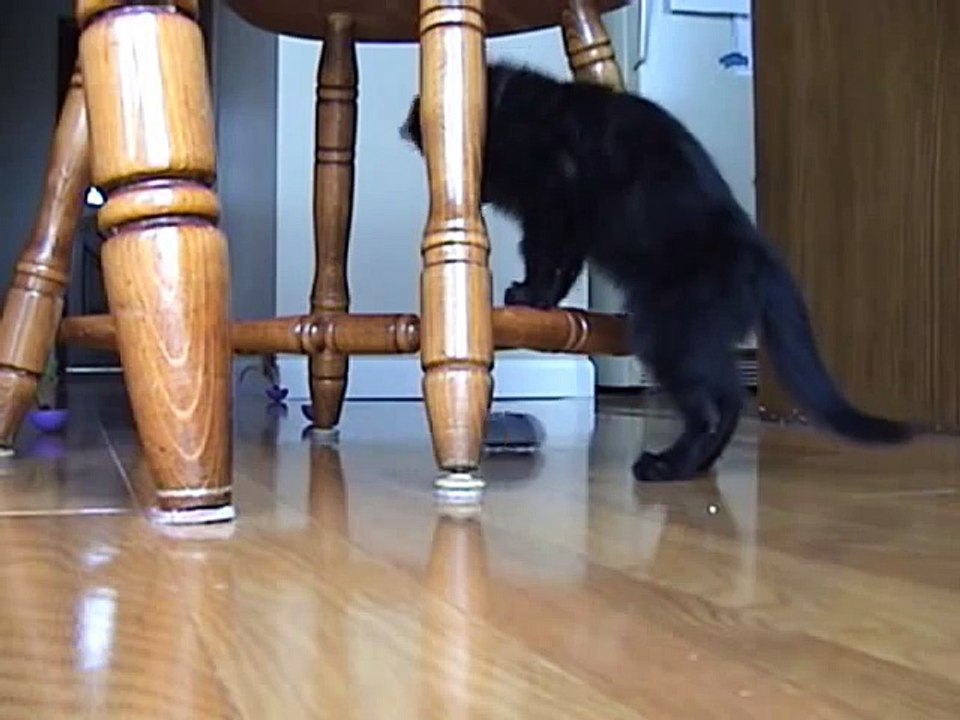 Kitten afraid of remote control mouse