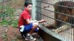 Menino atacado por tigre em zoológico, Criança perde braço após ataque de tigre