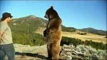 Brutus, the pet grizzly bear