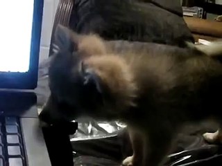 Puppy Baby Wolf Howl