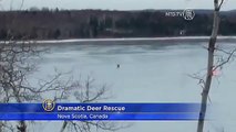 Helicopter Rescues Doe and Fawn on Thin Ice, Nova Scotia