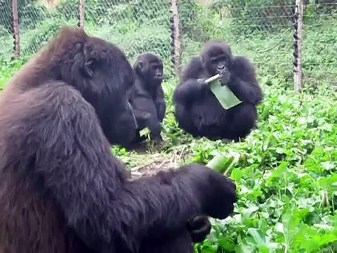 Orphan Gorillas Sing While Eating Banana Trees
