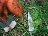 CARROTS, Harvesting, Long Term Storage, 6 Months   & whatnot :) Organic Gardening How to!