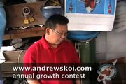 Andrews Koi - growth contest - Japanese Koi