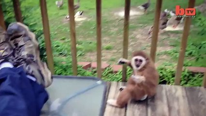 Aping Around Hat Wearing 2015