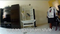 African Grey Parrot Sings Gangnam Style