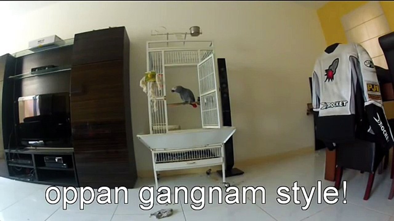 African Grey Parrot Sings Gangnam Style