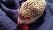 Funny Hedgehog Eating a Carrot (Rooter's Dinner Ep. 2)