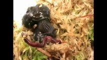 Ninja snail attacks worm
