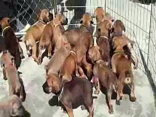 California Cane Corso – Puppy Playtime (21 puppies)