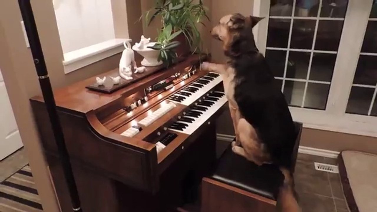 Énorme: Ce Berger Allemand est capable de JOUER DU PIANO !