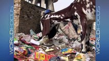 Young garbage pickers eke out meager living in Pakistan