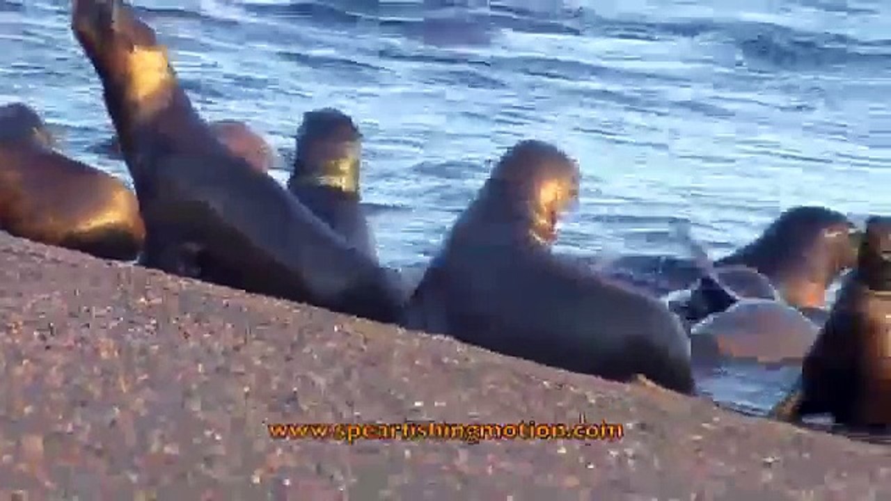 Killer whales attacks