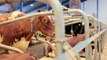 DeLaval VMS robotic milking