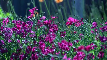 flores viento y agua