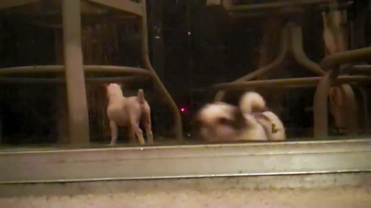 cute dogs getting scared by fireworks