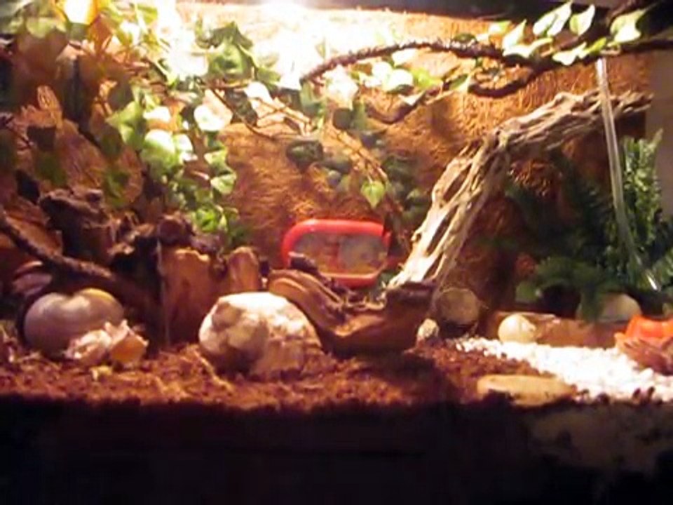 Hermit Crab Care and Setup