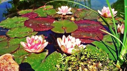 Why am I an Ahmadi (احمدی) Muslim- A Journey Towards Allah (God)