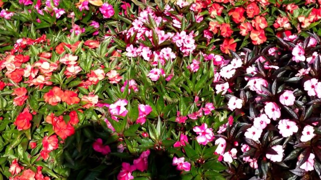 Adoration et Louange, Eternel Ecoute Moi, Haiti Gospel, M Adore w, Mwen Gen Yon Zanmi Jesus