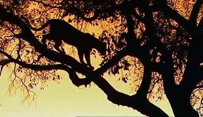 Big Cat week : The Big Cat Story