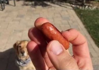 Tiny Sausage Bests Dog