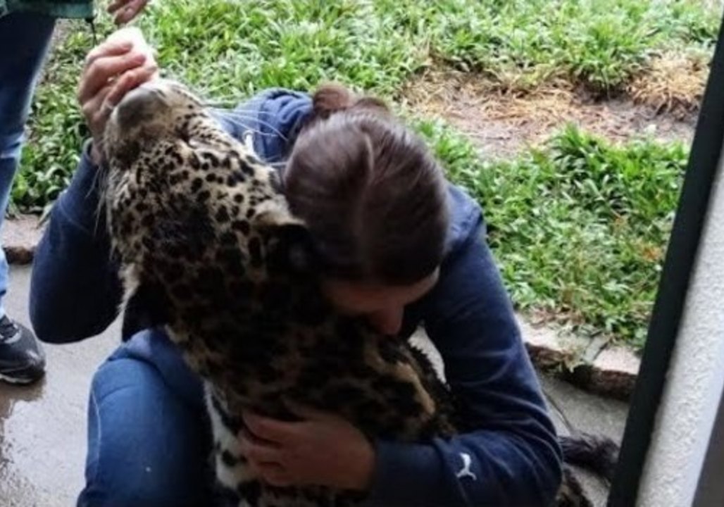 Spoiled Jaguar Gets a Cuddle