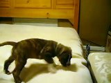 Brindle Pit Bull Puppy Playing