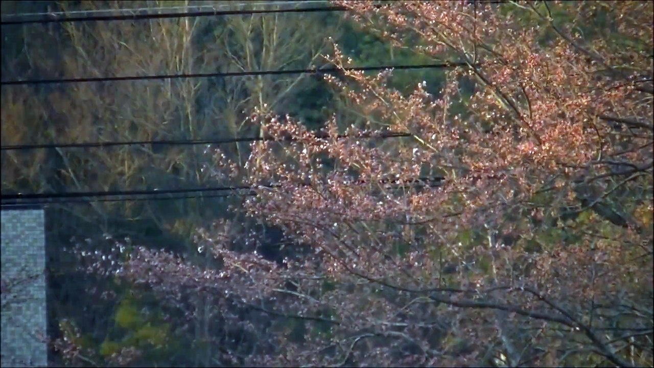 桜のタイムラプス撮影