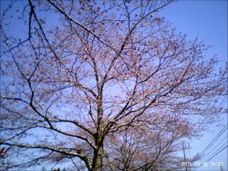 桜のタイムラプス撮影