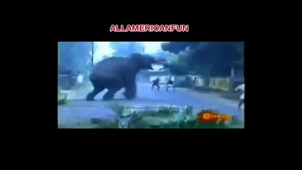 Animal Attack Caught On Camera 2014 Near Fatal Attack when animals attack