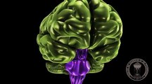 Anatomie du cerveau : Diencéphale , thalamus et hypothalamus.
