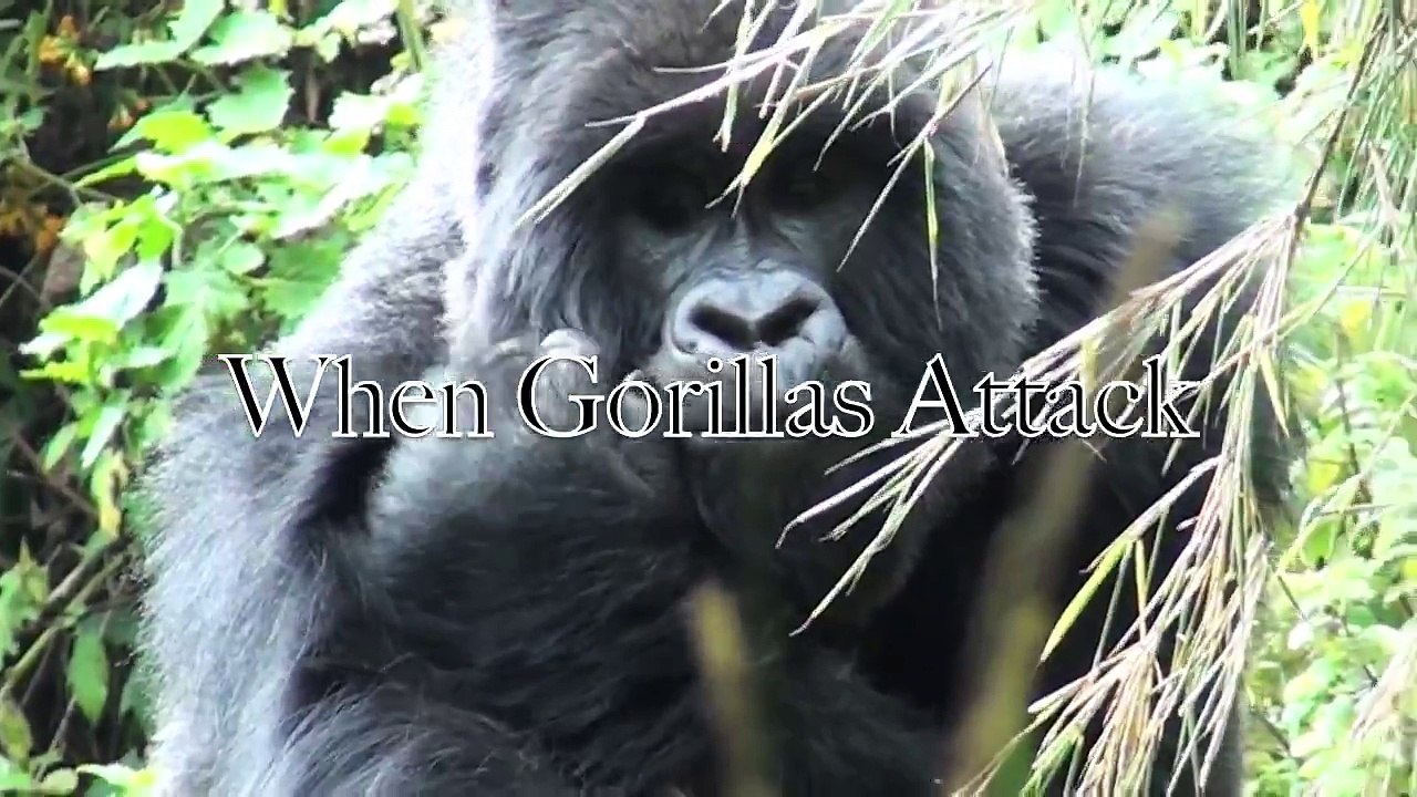 Crazy Gorilla Attack