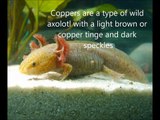 Axolotl varieties