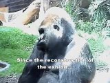 Gorillas at Toronto Zoo