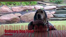 Dog eating Pedigree with his hands