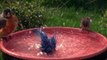 Songbirds splashing in a bird bath