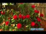 How to Prune & Care for Trees & Shrubs : How to Care for Rhododendrons & Azaleas
