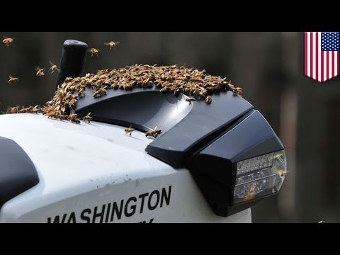 Enjambre de abejas decide tomar el control de la moto de un policía de Oregon