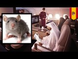Vuelo de Qatar Airways se retrasa durante 6 horas por culpa de un pequeño ratón
