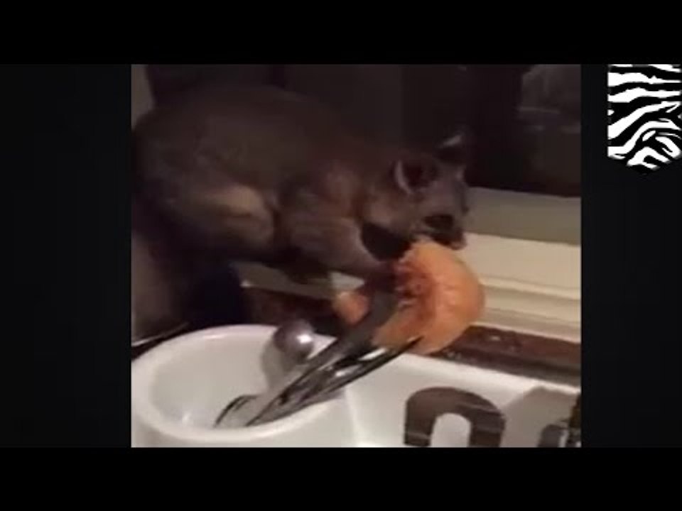 Zarigüeya entra en una casa, roba un pedazo de pan y luego se niega a salir