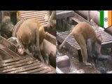 Mono le salva la vida a otro primate que quedo inconsciente luego de ser electrocutado