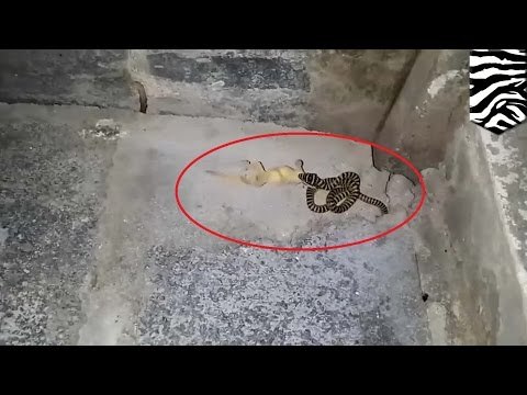 Depredador vs. Presa: Lagartija escapa milagrosamente de las fauces de una serpiente