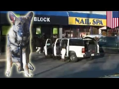 Perro recibe un disparo fatal mientras protegía a su familia de un conductor armado