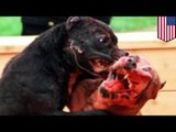 Dueña de perros pitbull que mataron a la mascota de un vecino demanda por problemas psicológicos