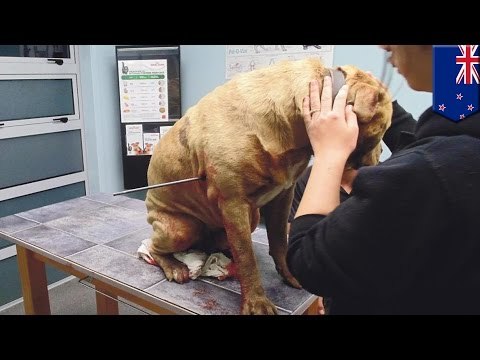 Policía en Nueva Zelanda le dispara a perro que entro en su propiedad con una flecha